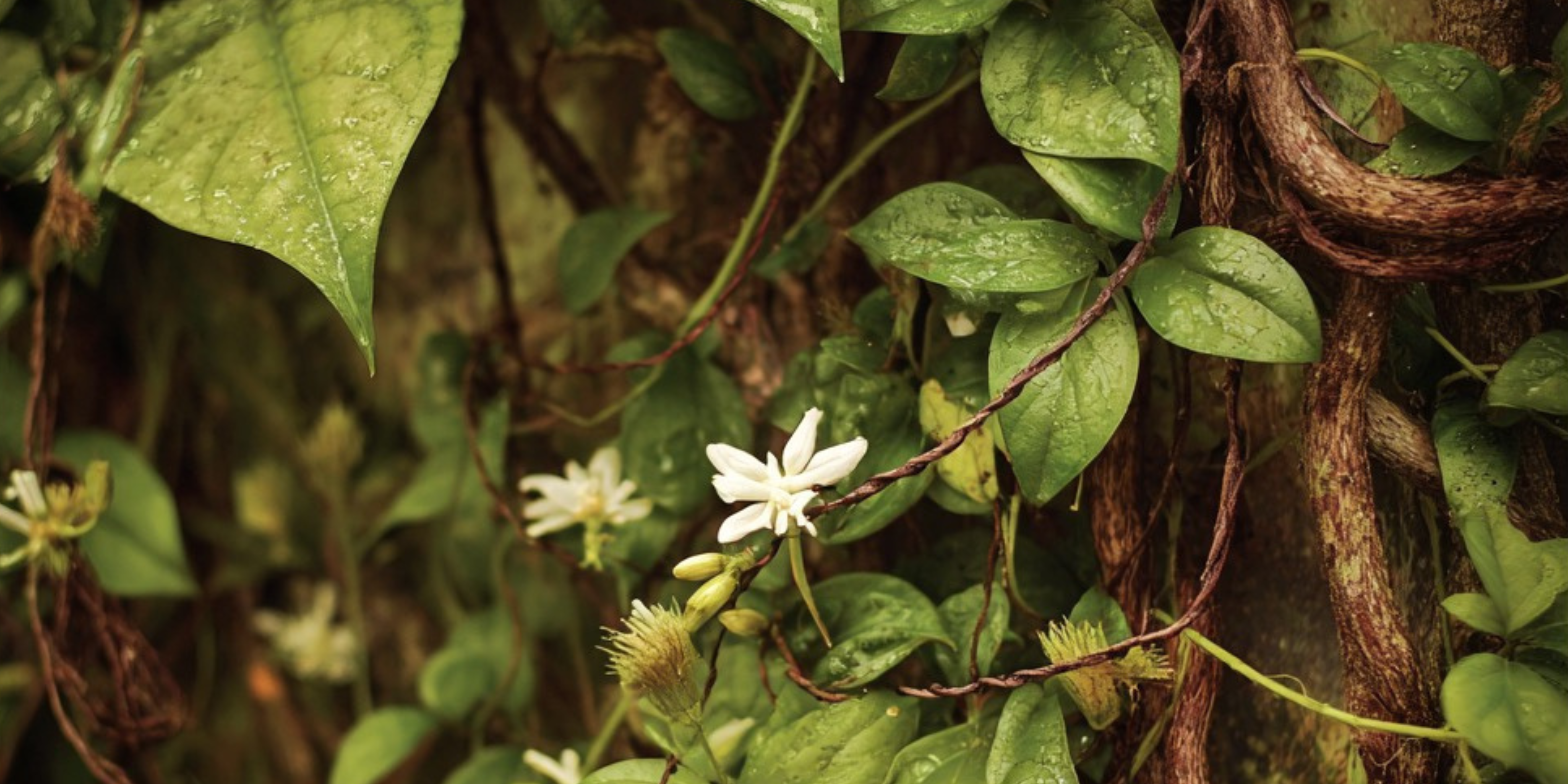 Awaken Within Retreat — ceremony setting